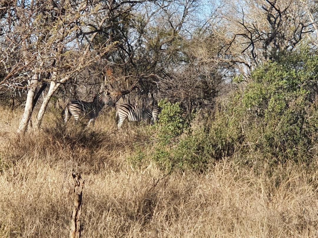 42@ Ditholo Game Lodge Thabazimbi Eksteriør billede