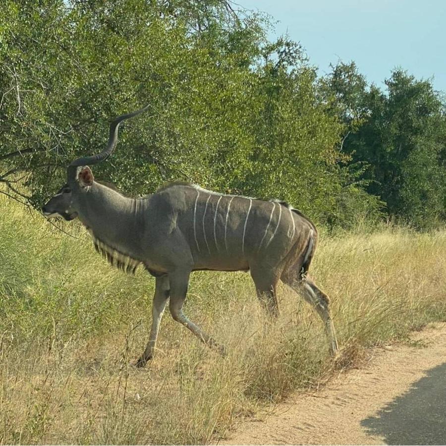 42@ Ditholo Game Lodge Thabazimbi Eksteriør billede